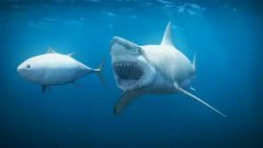 怎样才能让自己显得不那么鱼